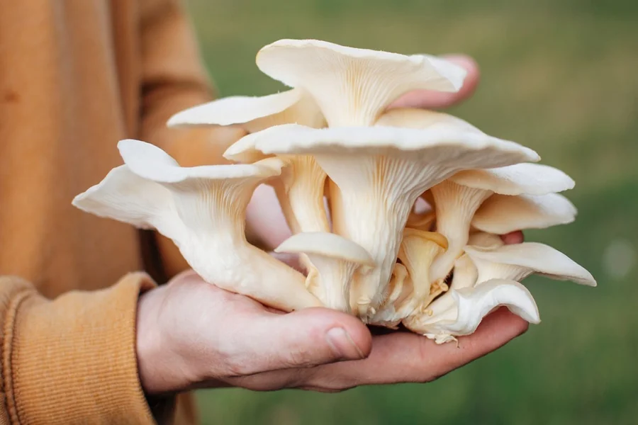 Mushrooms