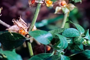 9 Herbal Supplements for Anxiety Relief