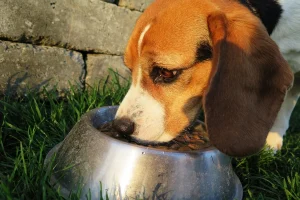 Dog Food
