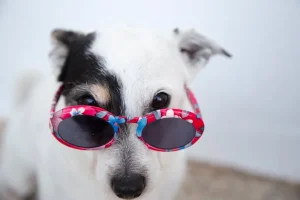 What Pet Tech Teaches Us About Innovation and Trust