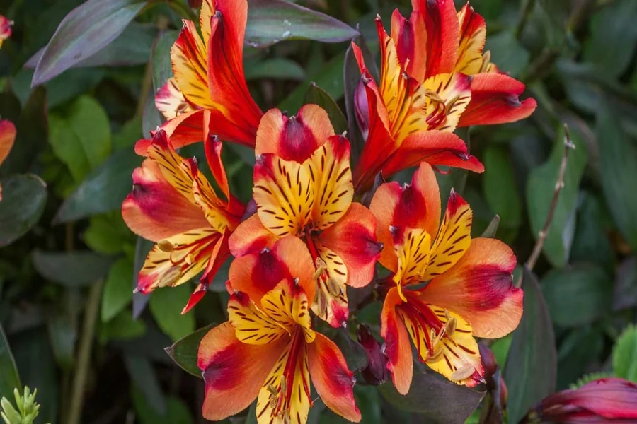 Peruvian Lilies