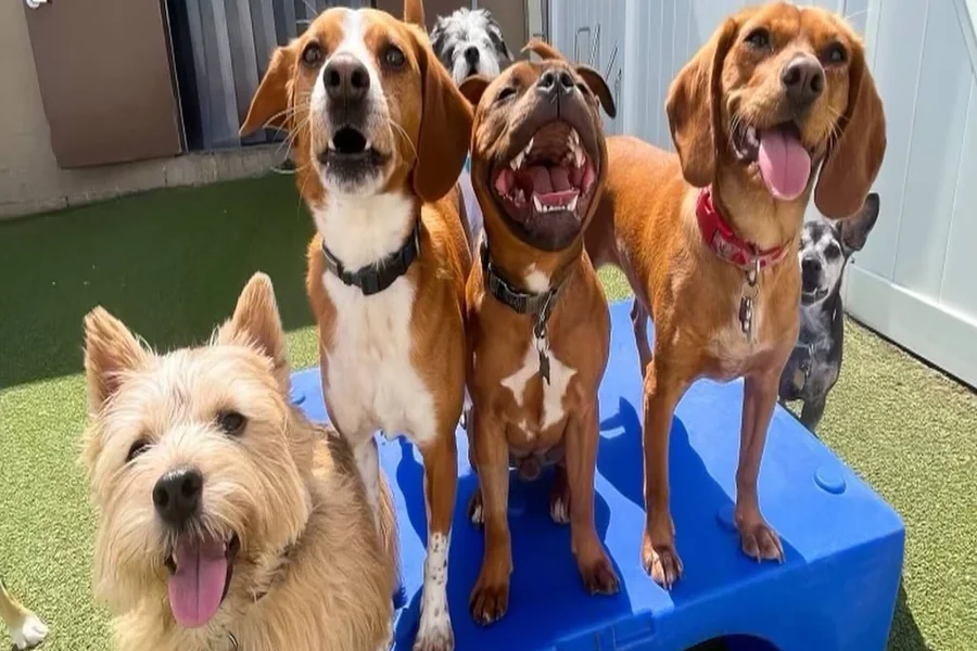 Dog Daycare