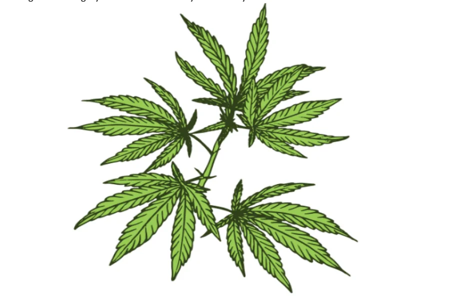 The Genetics Behind the Indica Cla