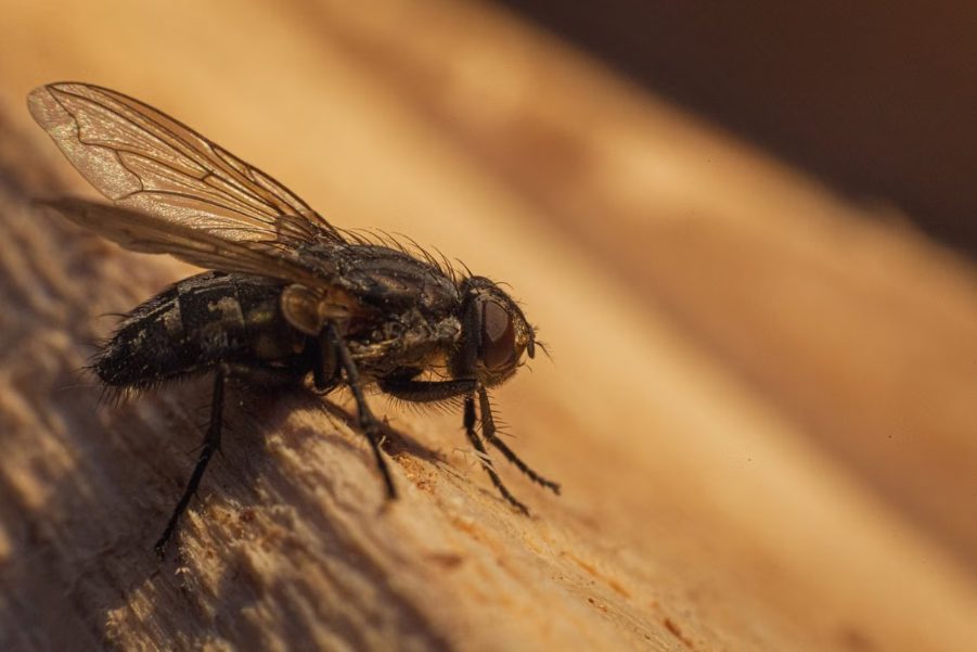 5 Essential Questions To Ask Your Exterminator featured 9713